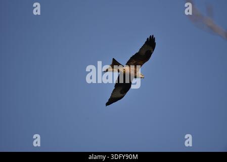 Nahaufnahme eines Roten Drachens (Milvus milvus), der in der Wintersonne über Kopf fliegt, von links nach rechts vor einem Blauen Himmel, mit klarer Sicht auf Markierungen, in Großbritannien Stockfoto