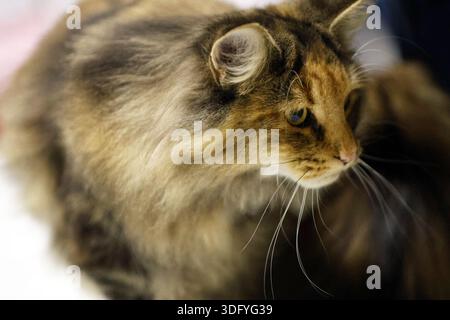 Majestätische langhaarige Tabby-Katze mit intensivem Blick Stockfoto