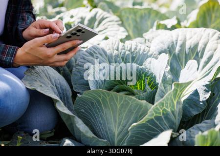 Gärtner nutzen das Smartphone, um Online-Informationen zur Analyse landwirtschaftlicher Probleme in Bio-Kohl-Gärten zu suchen, die normalerweise von thailändischen Dorfbewohnern angebaut werden Stockfoto