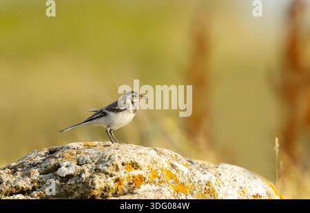 Junger Weißer Wagtail (Motacilla alba) mit einem Insekten im Schnabel auf einem Felsen in Bulgarien. Stockfoto
