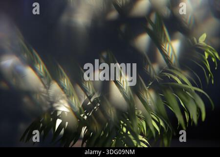 Innenpalme im Sonnenlicht an einer dunklen Wand Stockfoto