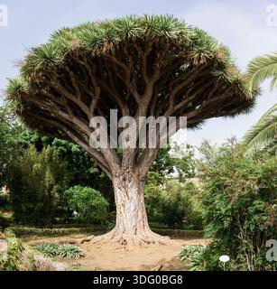 Kanarische Inseln Drachenbaum, Dracaena draco, mit Schirmkrone in einem botanischen Garten, Teneriffa, Kanarische Inseln. Stockfoto