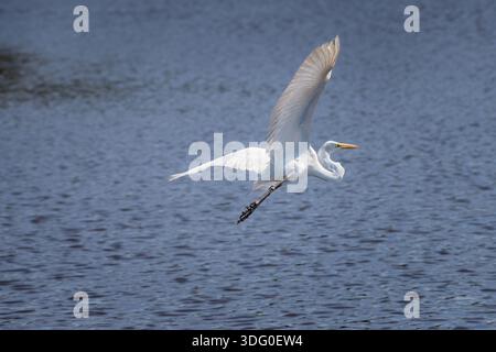 Ein großer Reiher oder gewöhnlicher Reiher im Flug über dem Wetter Stockfoto