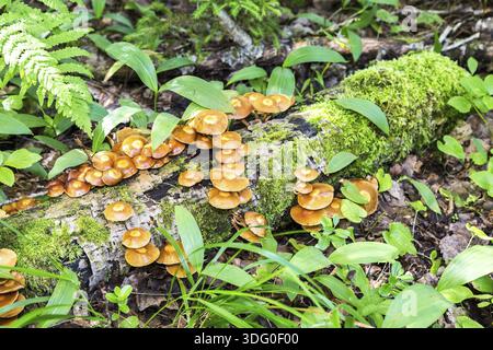 Wilde gelbe Pilze, die auf der alten Birke im Wald wachsen Stockfoto