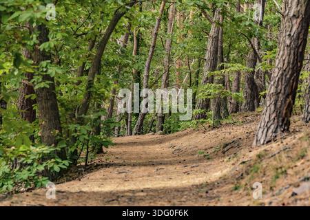 Zauberhafte Landschaft mit vielen Bäumen entlang eines Waldweges in einem deutschen Naturschutzgebiet Stockfoto