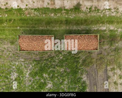 Nahaufnahme der Luftaufnahme von zwei mit Zwiebeln gefüllten Anhängern auf dem Feld nach der Ernte im Herbst in Deutschland Stockfoto