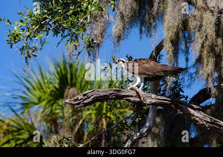 Osprey mit Fischen an einem Baum Stockfoto