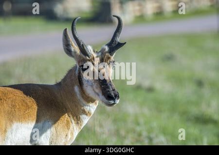 Artiodactyl streift in der grünen Weide des Parks herum Stockfoto