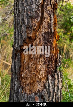Nahaufnahme eines Baumstamms mit stark beschädigter und gerissener Rinde, die natürliche Textur, Verfall, Verwitterung in der Holzoberfläche zeigt. Stockfoto