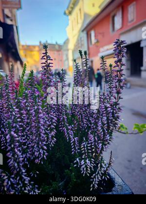 Lila Heidekraut Blumen in der Stadt, abstrakter Stadtleben Hintergrund, selektiver Fokus. Nahaufnahme. Annecy, Frankreich Stockfoto
