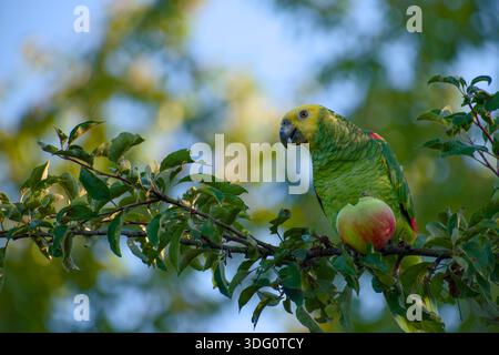Gelbköpfiger amazonas-Papagei, der auf einem Zweig sitzt und Apfel isst Stockfoto