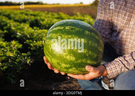 Landwirt, der große frische Wassermelonen auf dem Bauernhof hält, Wassermelonenernte. Stockfoto