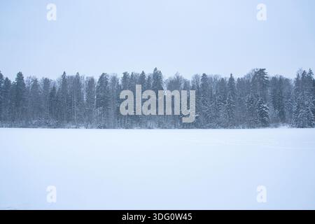 Verschneite Kiefernwälder und gefrorene Seenlandschaft in Estland Stockfoto