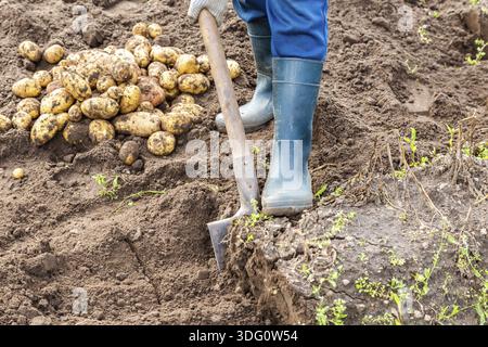 Neue kartoffelernte auf einem kartoffelacker. Frisch gegraben Bio Kartoffeln aus neuer Ernte Stockfoto
