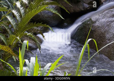 Ein kleiner Wasserfall fällt über große Felsbrocken in einer üppigen tropischen Umgebung, umgeben von leuchtenden grünen Farnen und Dschungellaub. Die Langzeitbelichtung eff Stockfoto
