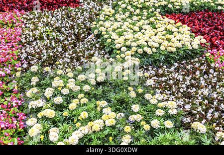 Blumenhintergrund aus verschiedenen bunten Blumen auf der Stadtstraße im Sommer Stockfoto