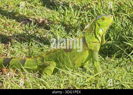 Ein sehr wachsamer Iguana Philipsburg Saint Martin West Indies Stockfoto