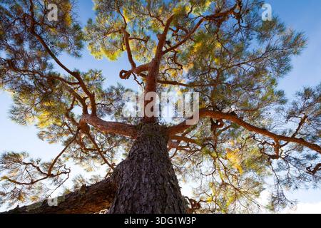Im Kameyama-Gebiet des Arashiyama-Parks in Kyoto, Japan, befindet sich eine herrliche Kiefer, die sich in Richtung eines klaren, blauen Himmels erhebt. Stockfoto