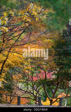 Der Arashiyama Park in Kyoto verwandelt sich jeden Herbst in einen lebhaften Teppich aus Herbsttönen. Die Gegend um Kameyama bietet eine atemberaubende Ahorndarstellung Stockfoto