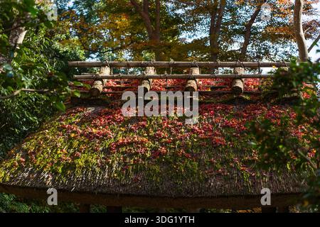 Der Giōji-Tempel in Kyoto bietet eine ruhige Landschaft, besonders beeindruckend während der Herbstmonate. Stockfoto
