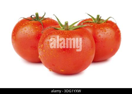 Drei reife rote Tomaten mit Wassertropfen isoliert auf weißem Hintergrund Stockfoto