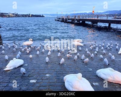 Ein malerischer Blick auf den Zürichsee in der Schweiz mit mehreren stummen Schwänen und Möwen am kopfsteingepflasterten Ufer. Stockfoto