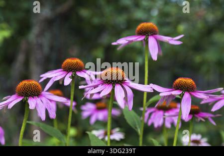 Rosa Echinacea-Blüten auf Grün Natur Hintergrund hautnah Stockfoto