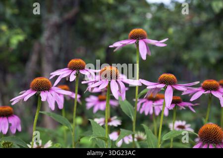 Rosa Echinacea-Blüten auf Grün Natur Hintergrund hautnah Stockfoto
