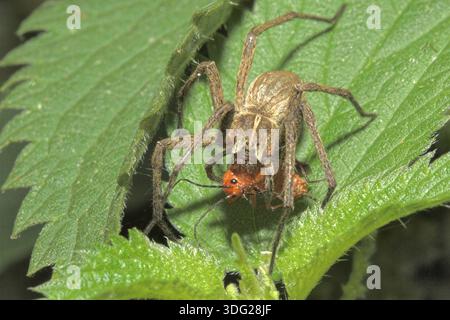 Wolf Spider Und Soldat Käfer Beute Stockfoto