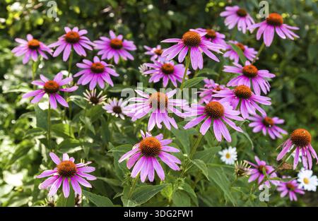 Rosa Echinacea-Blüten auf Grün Natur Hintergrund hautnah Stockfoto