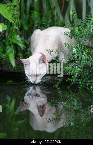 Eine Katze, die ihre Seele spiegelt Stockfoto