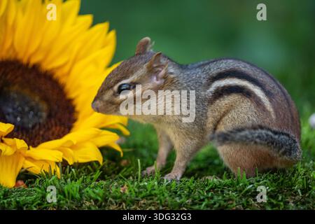 Das süße kleine Chipmunk schaut eine hellgelbe Sonnenblume im Garten Stockfoto