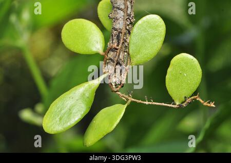 Tropische Epiphytenblätter wachsen auf Baumstamm Stockfoto