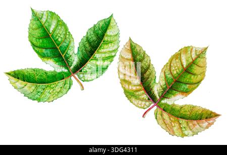 Malerei Aquarell tropische Blätter Illustration, grüne Farbe der Passionsfrucht. Stockfoto