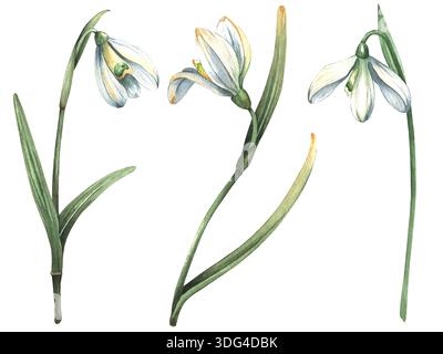 Handgemalte Schneeglöckchen in Aquarellen. Eine Sammlung von drei weißen Blüten mit Blättern und Stielen. Botanische Aquarellillustration. Geeignet zum Drucken Stockfoto