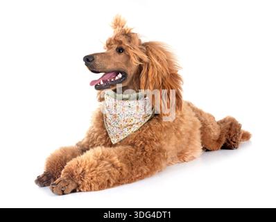 Standardpudel vor weißem Hintergrund Stockfoto
