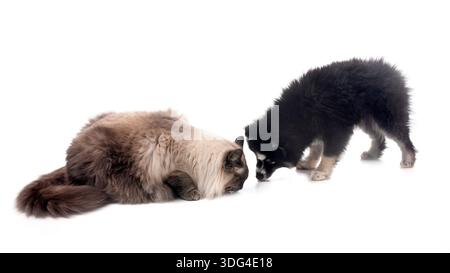 Bild einer pompösen und sibirischen Katze vor weißem Hintergrund Stockfoto
