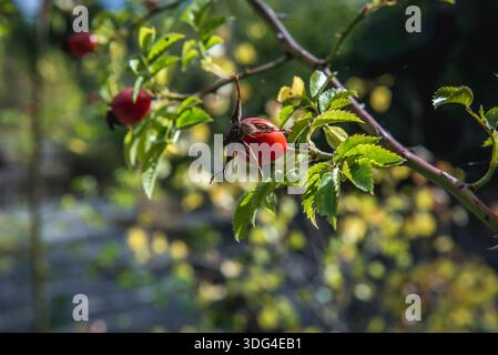 Wilde Rose in der Entfremdungszone des Kernkraftwerks Tschernobyl, Ukraine Stockfoto