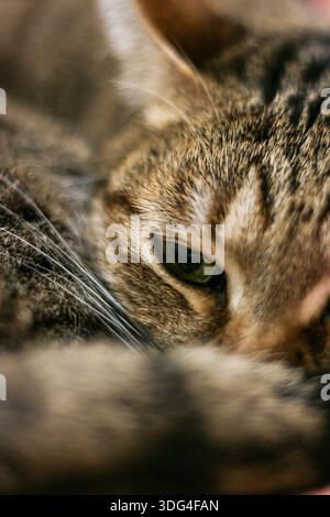 Tabby Cat, häusliche Umgebung, extreme Nahaufnahme von grünen Augen und Barthaaren, detaillierte intime Porträtaufnahmen. Stockfoto