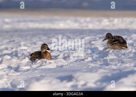 Weibliche Stockenten ruhen in einer verschneiten Winterlandschaft unter weichem Tageslicht. Wilde Stockenten sitzen an einem kalten Wintertag im Schnee. Stockfoto