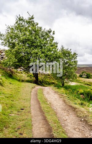 Wanderweg schlängelt sich durch das üppige Moorland Yorkshires mit einem einsamen Baum, Landschaften, die die Bronte Schwestern inspirierten, in Haworth, Großbritannien Stockfoto