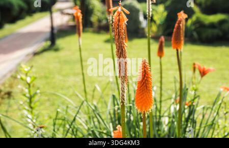 Kniphofia-Orangenblüte gegen üppig grünen Rasen an einem hellen Sommertag. Stockfoto