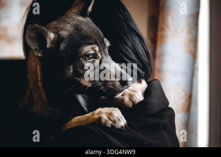 Trauriger Hund ist in einem Freiwilligen, der Hände hilft. Eine Adoption von Rettungstieren. Ein einsamer verlorener Hund umarmt einen Menschen. Die Person adoptiert den verlassenen obdachlosen Hund Stockfoto