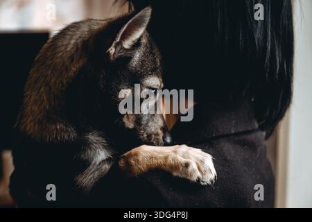 Trauriger Hund ist in einem Freiwilligen, der Hände hilft. Eine Adoption von Rettungstieren. Ein einsamer verlorener Hund umarmt einen Menschen. Die Person adoptiert den verlassenen obdachlosen Hund Stockfoto
