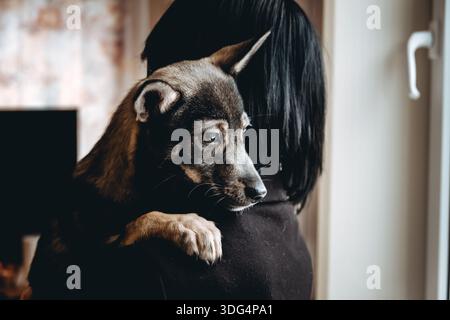 Trauriger Hund ist in einem Freiwilligen, der Hände hilft. Eine Adoption von Rettungstieren. Ein einsamer verlorener Hund umarmt einen Menschen. Die Person adoptiert den verlassenen obdachlosen Hund Stockfoto