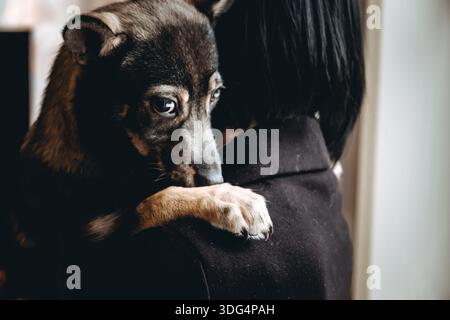 Trauriger Hund ist in einem Freiwilligen, der Hände hilft. Eine Adoption von Rettungstieren. Ein einsamer verlorener Hund umarmt einen Menschen. Die Person adoptiert den verlassenen obdachlosen Hund Stockfoto