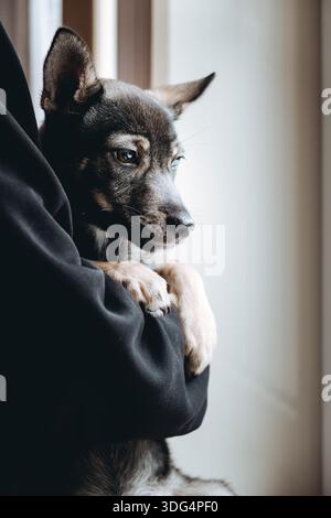 Eine Person umarmt einen Hund mit traurigem einsamem Blick. Obdachloser Mischlingshund in einem Zwinger. Schuldgefühle. Einsamkeitskonzept. Vertikales Foto. Unglückliches Haustier wartet auf seinen Stockfoto
