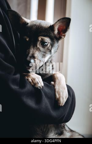 Eine Person umarmt einen Hund mit traurigem einsamem Blick. Obdachloser Mischlingshund in einem Zwinger. Schuldgefühle. Einsamkeitskonzept. Vertikales Foto. Unglückliches Haustier wartet auf seinen Stockfoto