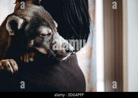 Trauriger Hund ist in einem Freiwilligen, der Hände hilft. Eine Adoption von Rettungstieren. Ein einsamer verlorener Hund umarmt einen Menschen. Die Person adoptiert den verlassenen obdachlosen Hund Stockfoto