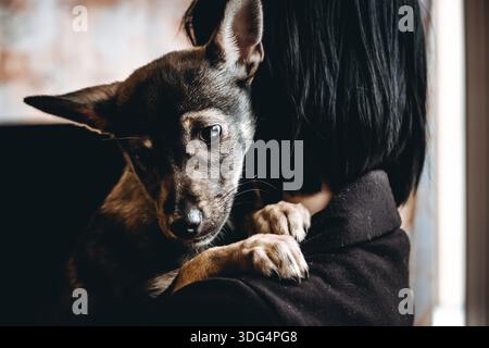 Trauriger Hund ist in einem Freiwilligen, der Hände hilft. Eine Adoption von Rettungstieren. Ein einsamer verlorener Hund umarmt einen Menschen. Die Person adoptiert den verlassenen obdachlosen Hund Stockfoto